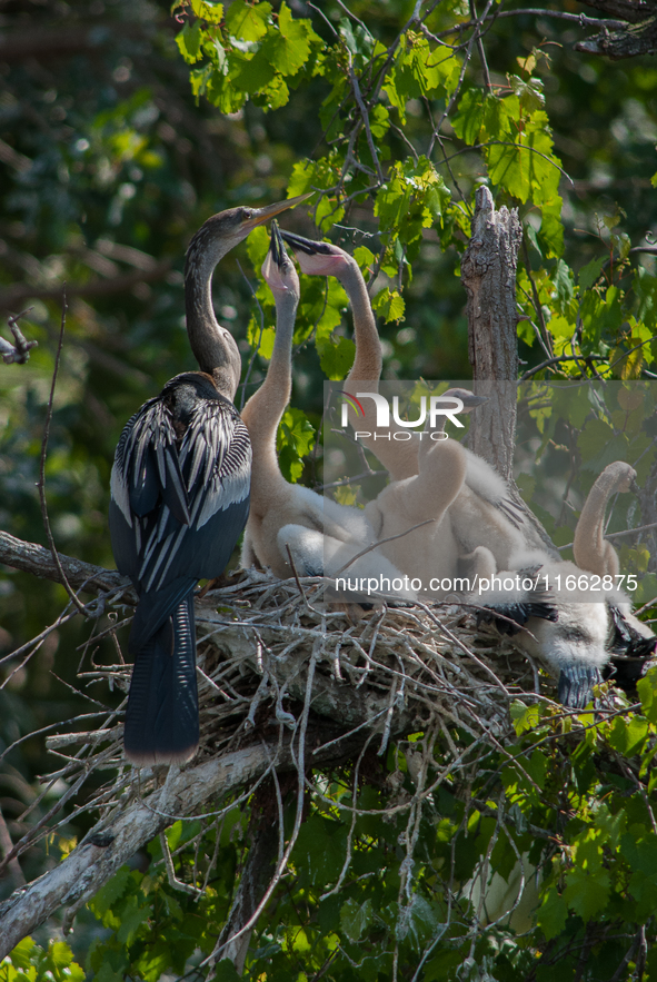 The anhinga is a large bird, measuring approximately 89 cm (35 in) in length, with a range of 75-95 cm (30-37 in), and has a 1.14 m (3.7 ft)...