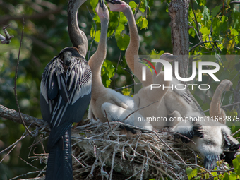 The anhinga is a large bird, measuring approximately 89 cm (35 in) in length, with a range of 75-95 cm (30-37 in), and has a 1.14 m (3.7 ft)...