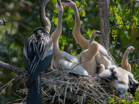 The anhinga is a large bird, measuring approximately 89 cm (35 in) in length, with a range of 75-95 cm (30-37 in), and has a 1.14 m (3.7 ft)...