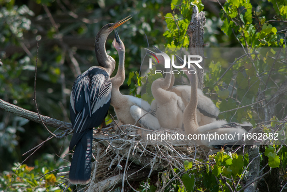 The anhinga is a large bird, measuring approximately 89 cm (35 in) in length, with a range of 75-95 cm (30-37 in), and has a 1.14 m (3.7 ft)...