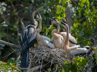 The anhinga is a large bird, measuring approximately 89 cm (35 in) in length, with a range of 75-95 cm (30-37 in), and has a 1.14 m (3.7 ft)...