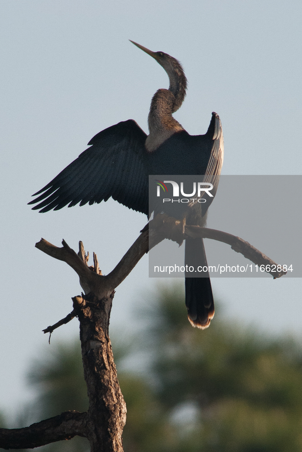 The anhinga is a large bird, measuring approximately 89 cm (35 in) in length, with a range of 75-95 cm (30-37 in), and has a 1.14 m (3.7 ft)...