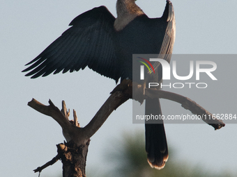 The anhinga is a large bird, measuring approximately 89 cm (35 in) in length, with a range of 75-95 cm (30-37 in), and has a 1.14 m (3.7 ft)...