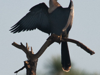 The anhinga is a large bird, measuring approximately 89 cm (35 in) in length, with a range of 75-95 cm (30-37 in), and has a 1.14 m (3.7 ft)...