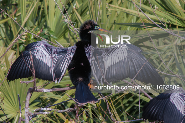 The anhinga is a large bird, measuring approximately 89 cm (35 in) in length, with a range of 75-95 cm (30-37 in), and has a 1.14 m (3.7 ft)...