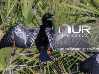 The anhinga is a large bird, measuring approximately 89 cm (35 in) in length, with a range of 75-95 cm (30-37 in), and has a 1.14 m (3.7 ft)...