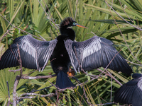 The anhinga is a large bird, measuring approximately 89 cm (35 in) in length, with a range of 75-95 cm (30-37 in), and has a 1.14 m (3.7 ft)...