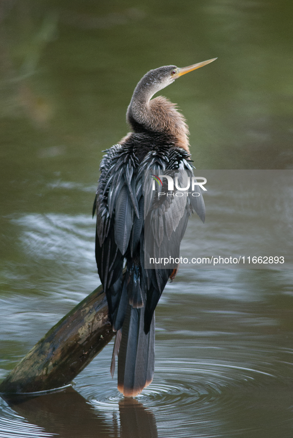 The anhinga is a large bird, measuring approximately 89 cm (35 in) in length, with a range of 75-95 cm (30-37 in), and has a 1.14 m (3.7 ft)...