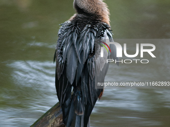 The anhinga is a large bird, measuring approximately 89 cm (35 in) in length, with a range of 75-95 cm (30-37 in), and has a 1.14 m (3.7 ft)...