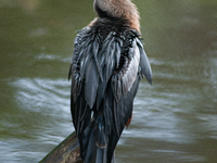 The anhinga is a large bird, measuring approximately 89 cm (35 in) in length, with a range of 75-95 cm (30-37 in), and has a 1.14 m (3.7 ft)...