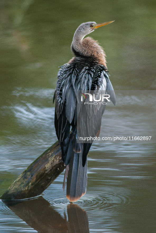 The anhinga is a large bird, measuring approximately 89 cm (35 in) in length, with a range of 75-95 cm (30-37 in), and has a 1.14 m (3.7 ft)...