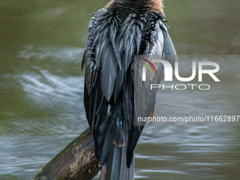 The anhinga is a large bird, measuring approximately 89 cm (35 in) in length, with a range of 75-95 cm (30-37 in), and has a 1.14 m (3.7 ft)...