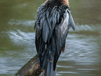 The anhinga is a large bird, measuring approximately 89 cm (35 in) in length, with a range of 75-95 cm (30-37 in), and has a 1.14 m (3.7 ft)...