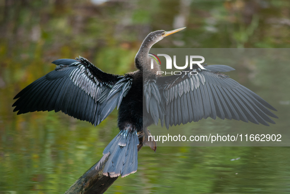 The anhinga is a large bird, measuring approximately 89 cm (35 in) in length, with a range of 75-95 cm (30-37 in), and has a 1.14 m (3.7 ft)...