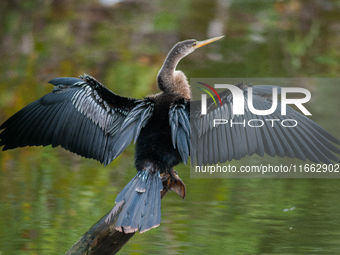 The anhinga is a large bird, measuring approximately 89 cm (35 in) in length, with a range of 75-95 cm (30-37 in), and has a 1.14 m (3.7 ft)...