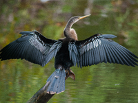 The anhinga is a large bird, measuring approximately 89 cm (35 in) in length, with a range of 75-95 cm (30-37 in), and has a 1.14 m (3.7 ft)...