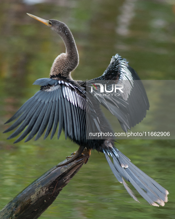 The anhinga is a large bird, measuring approximately 89 cm (35 in) in length, with a range of 75-95 cm (30-37 in), and has a 1.14 m (3.7 ft)...