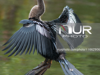 The anhinga is a large bird, measuring approximately 89 cm (35 in) in length, with a range of 75-95 cm (30-37 in), and has a 1.14 m (3.7 ft)...