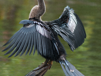 The anhinga is a large bird, measuring approximately 89 cm (35 in) in length, with a range of 75-95 cm (30-37 in), and has a 1.14 m (3.7 ft)...