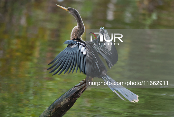 The anhinga is a large bird, measuring approximately 89 cm (35 in) in length, with a range of 75-95 cm (30-37 in), and has a 1.14 m (3.7 ft)...