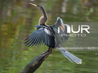 The anhinga is a large bird, measuring approximately 89 cm (35 in) in length, with a range of 75-95 cm (30-37 in), and has a 1.14 m (3.7 ft)...