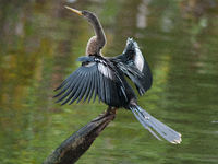 The anhinga is a large bird, measuring approximately 89 cm (35 in) in length, with a range of 75-95 cm (30-37 in), and has a 1.14 m (3.7 ft)...