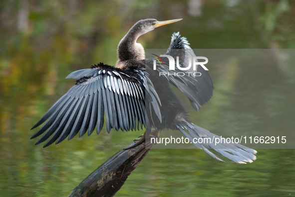 The anhinga is a large bird, measuring approximately 89 cm (35 in) in length, with a range of 75-95 cm (30-37 in), and has a 1.14 m (3.7 ft)...