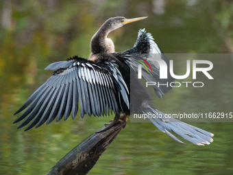 The anhinga is a large bird, measuring approximately 89 cm (35 in) in length, with a range of 75-95 cm (30-37 in), and has a 1.14 m (3.7 ft)...