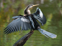 The anhinga is a large bird, measuring approximately 89 cm (35 in) in length, with a range of 75-95 cm (30-37 in), and has a 1.14 m (3.7 ft)...