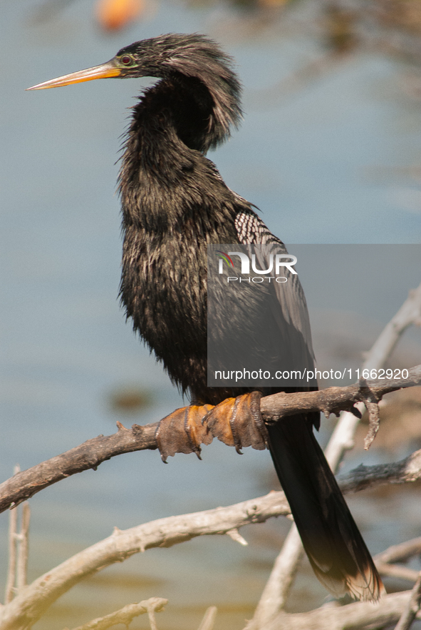 The anhinga is a large bird, measuring approximately 89 cm (35 in) in length, with a range of 75-95 cm (30-37 in), and has a 1.14 m (3.7 ft)...