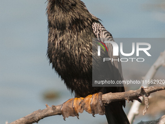 The anhinga is a large bird, measuring approximately 89 cm (35 in) in length, with a range of 75-95 cm (30-37 in), and has a 1.14 m (3.7 ft)...