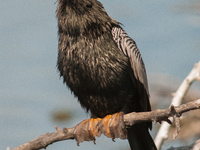 The anhinga is a large bird, measuring approximately 89 cm (35 in) in length, with a range of 75-95 cm (30-37 in), and has a 1.14 m (3.7 ft)...