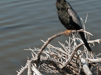 The anhinga is a large bird, measuring approximately 89 cm (35 in) in length, with a range of 75-95 cm (30-37 in), and has a 1.14 m (3.7 ft)...