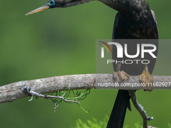 The anhinga is a large bird, measuring approximately 89 cm (35 in) in length, with a range of 75-95 cm (30-37 in), and has a 1.14 m (3.7 ft)...