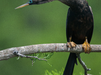 The anhinga is a large bird, measuring approximately 89 cm (35 in) in length, with a range of 75-95 cm (30-37 in), and has a 1.14 m (3.7 ft)...