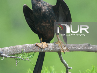 The anhinga is a large bird, measuring approximately 89 cm (35 in) in length, with a range of 75-95 cm (30-37 in), and has a 1.14 m (3.7 ft)...