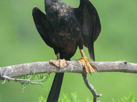 The anhinga is a large bird, measuring approximately 89 cm (35 in) in length, with a range of 75-95 cm (30-37 in), and has a 1.14 m (3.7 ft)...