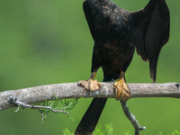 The anhinga is a large bird, measuring approximately 89 cm (35 in) in length, with a range of 75-95 cm (30-37 in), and has a 1.14 m (3.7 ft)...