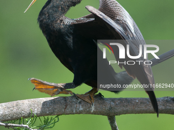 The anhinga is a large bird, measuring approximately 89 cm (35 in) in length, with a range of 75-95 cm (30-37 in), and has a 1.14 m (3.7 ft)...