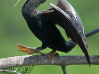 The anhinga is a large bird, measuring approximately 89 cm (35 in) in length, with a range of 75-95 cm (30-37 in), and has a 1.14 m (3.7 ft)...