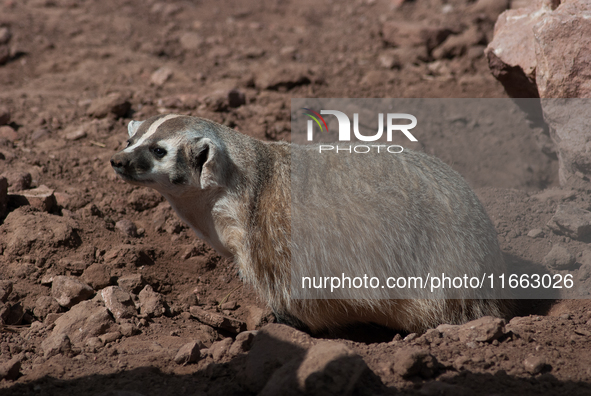 The American badger (Taxidea taxus) is a North American badger similar in appearance to the European badger, although it is not closely rela...