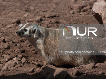 The American badger (Taxidea taxus) is a North American badger similar in appearance to the European badger, although it is not closely rela...