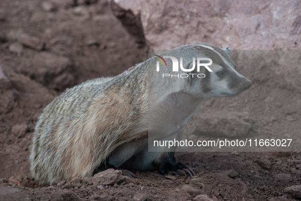 The American badger (Taxidea taxus) is a North American badger similar in appearance to the European badger, although it is not closely rela...