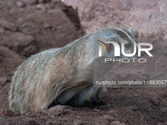 The American badger (Taxidea taxus) is a North American badger similar in appearance to the European badger, although it is not closely rela...