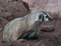 The American badger (Taxidea taxus) is a North American badger similar in appearance to the European badger, although it is not closely rela...