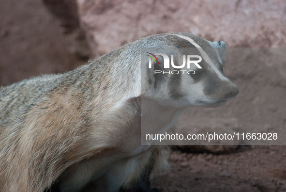 The American badger (Taxidea taxus) is a North American badger similar in appearance to the European badger, although it is not closely rela...