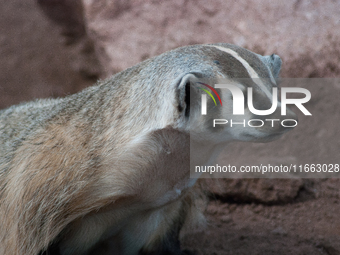 The American badger (Taxidea taxus) is a North American badger similar in appearance to the European badger, although it is not closely rela...