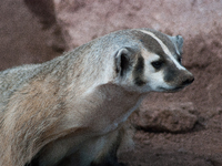 The American badger (Taxidea taxus) is a North American badger similar in appearance to the European badger, although it is not closely rela...