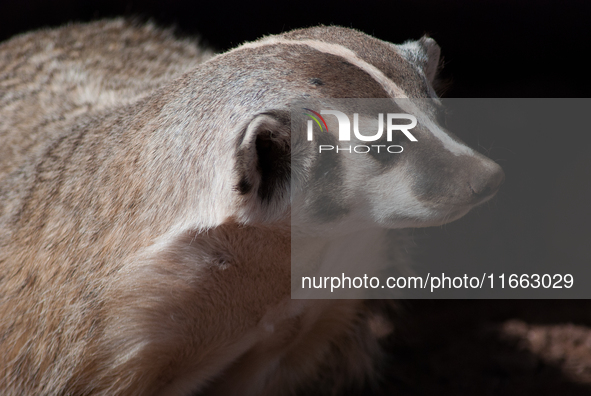 The American badger (Taxidea taxus) is a North American badger similar in appearance to the European badger, although it is not closely rela...