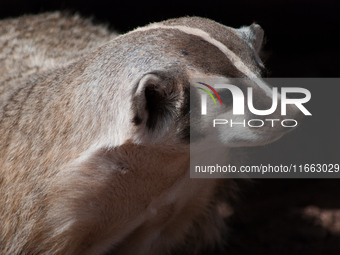 The American badger (Taxidea taxus) is a North American badger similar in appearance to the European badger, although it is not closely rela...